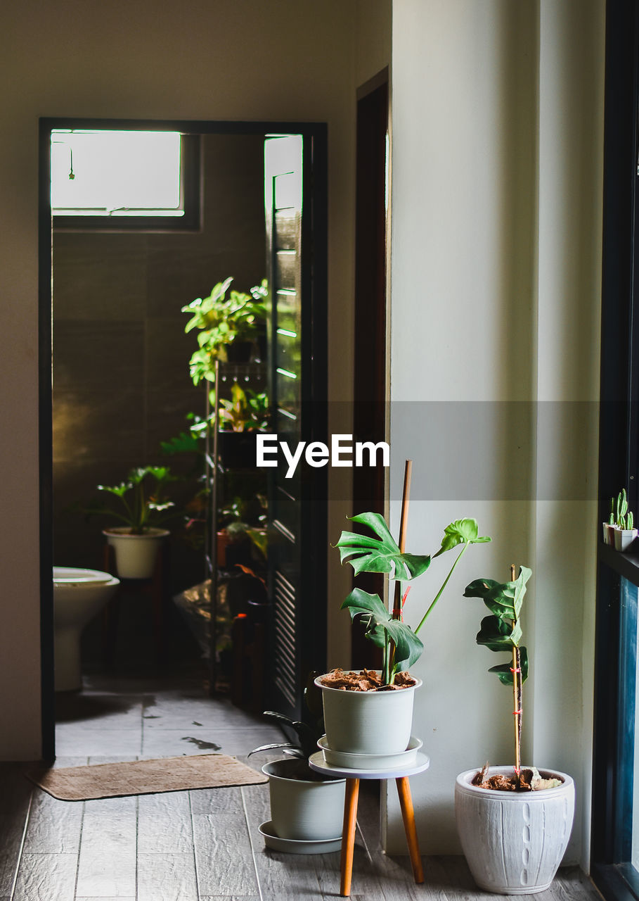 Potted plants on table at home