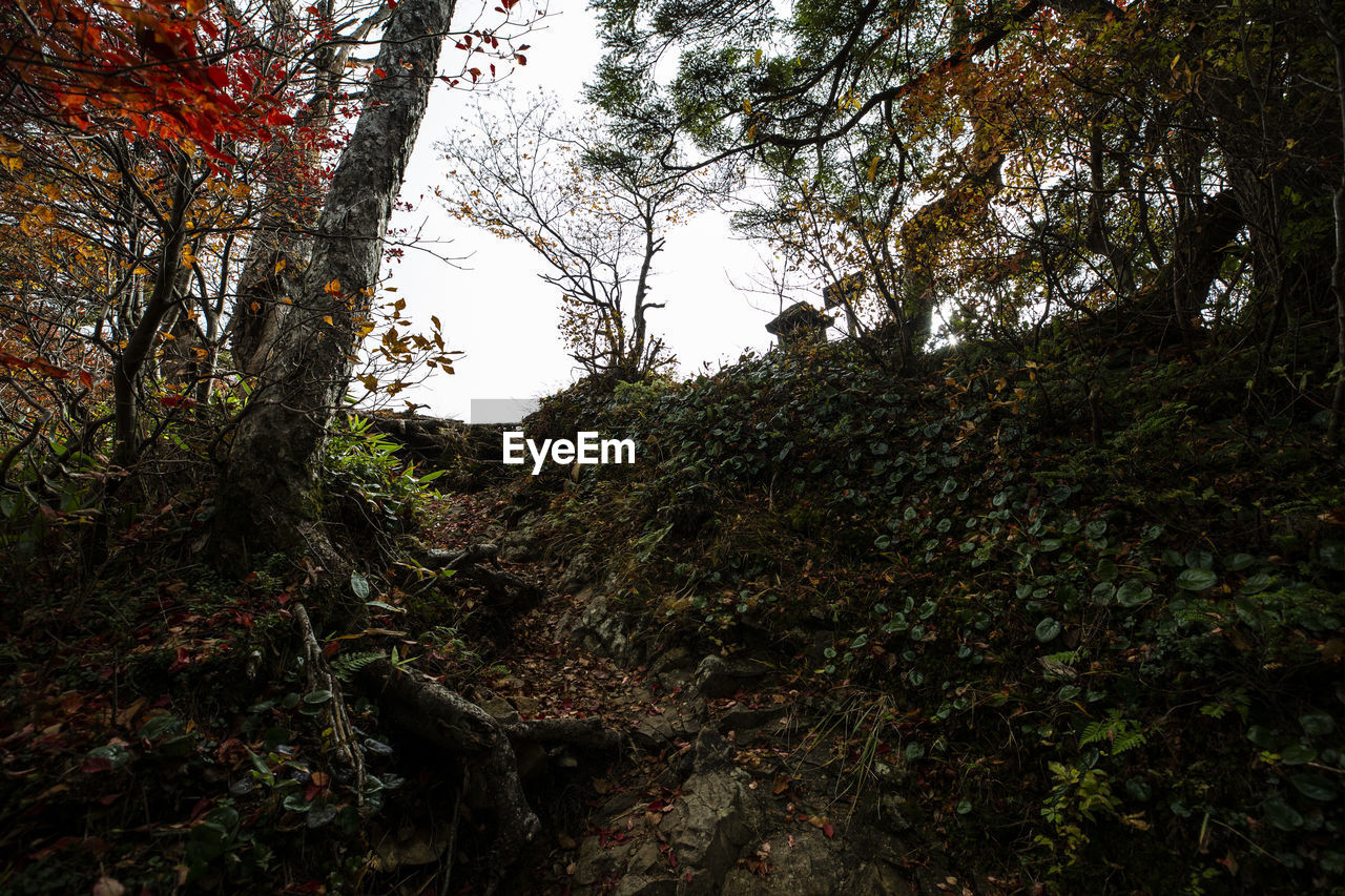 LOW ANGLE VIEW OF TREES IN FOREST