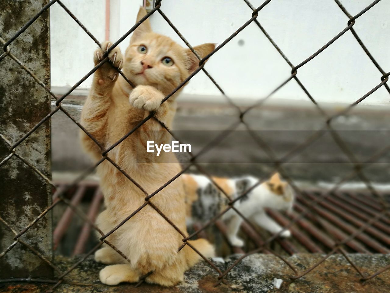 Close-up of brown cat on chainlink fence