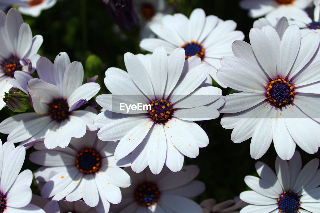 Close-up of white flowers on plant