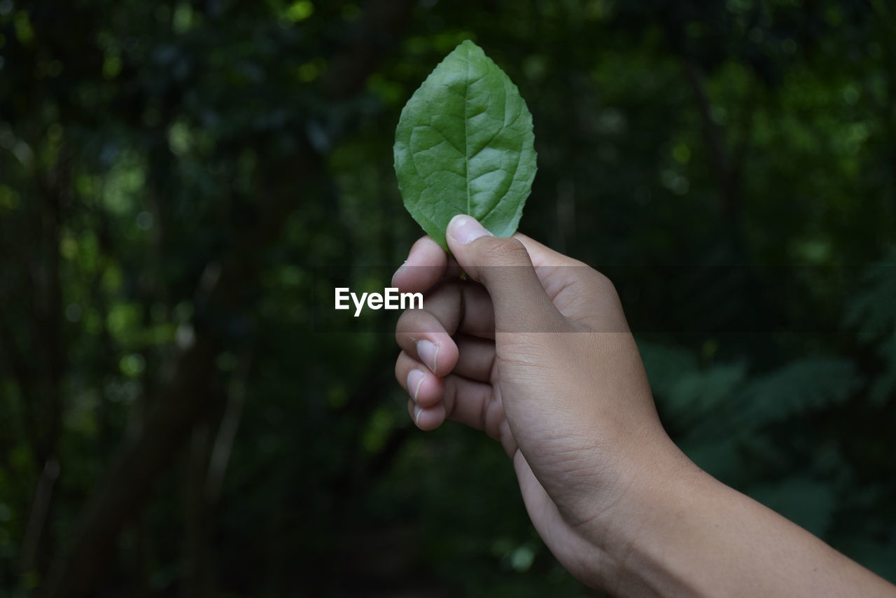 PERSON HOLDING PLANT