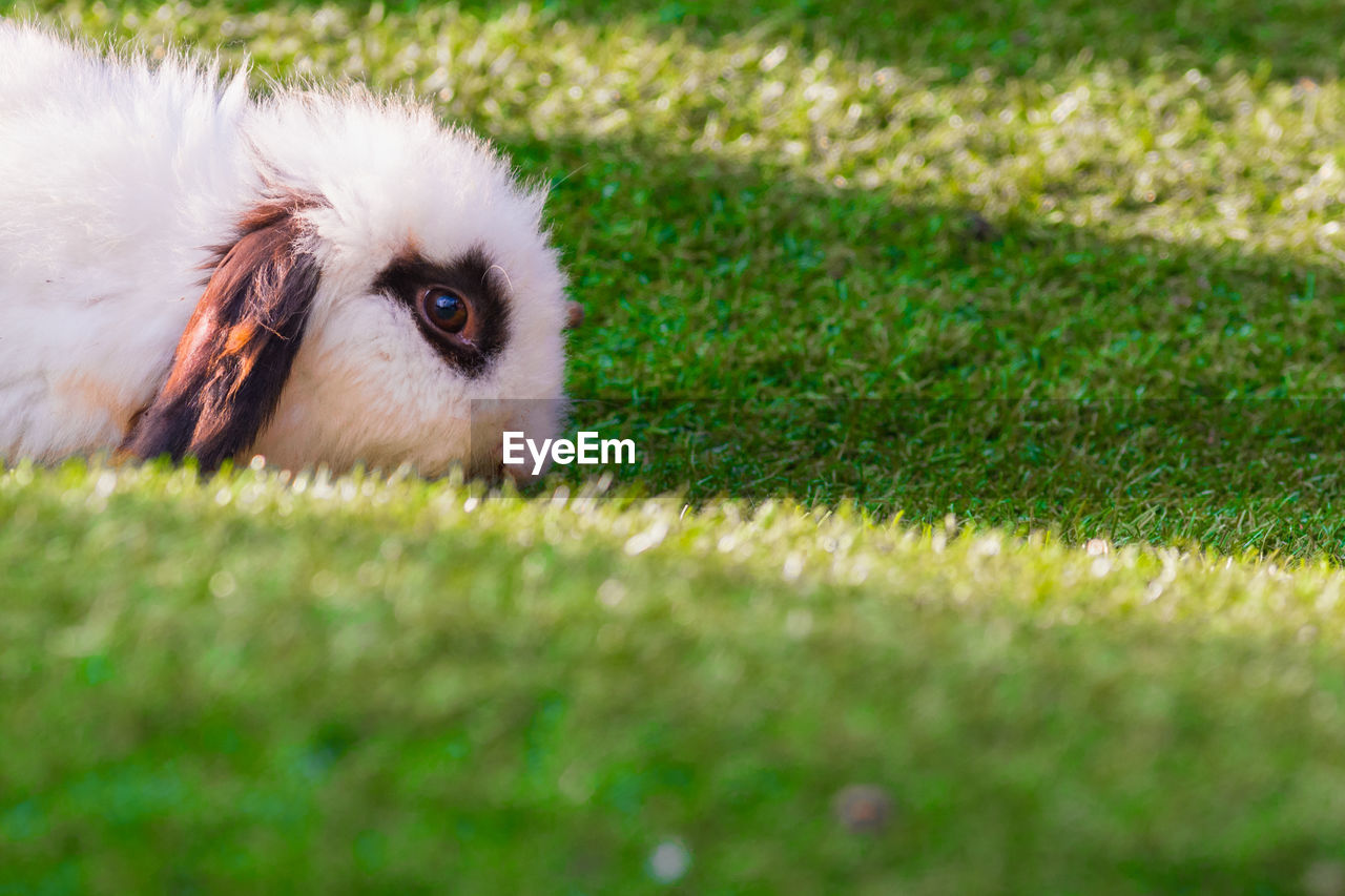 Side view of white bunny resting on grass