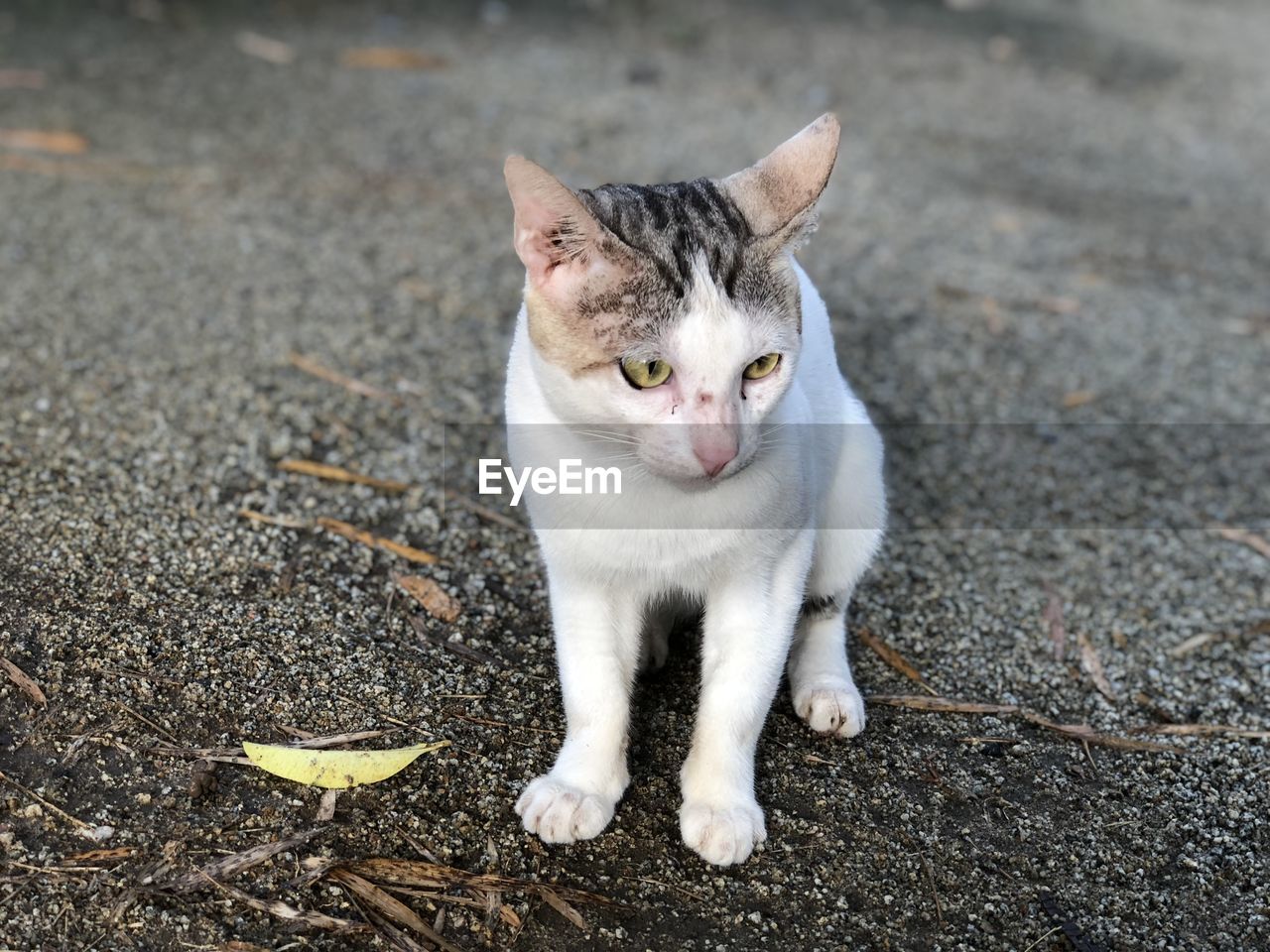 Portrait of cat on street