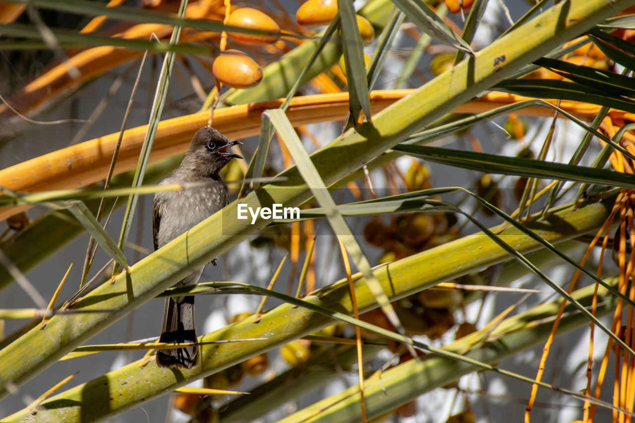 Common bulbul, pycnonotus barbatus, collecting yellow date fruit from tropical palm tree