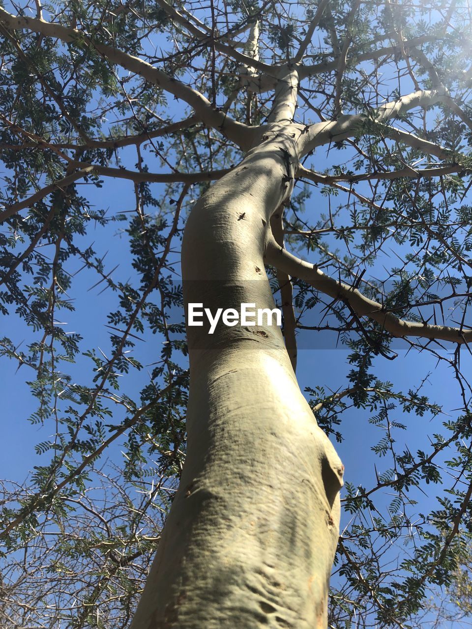 LOW ANGLE VIEW OF TREE TRUNK AGAINST SKY