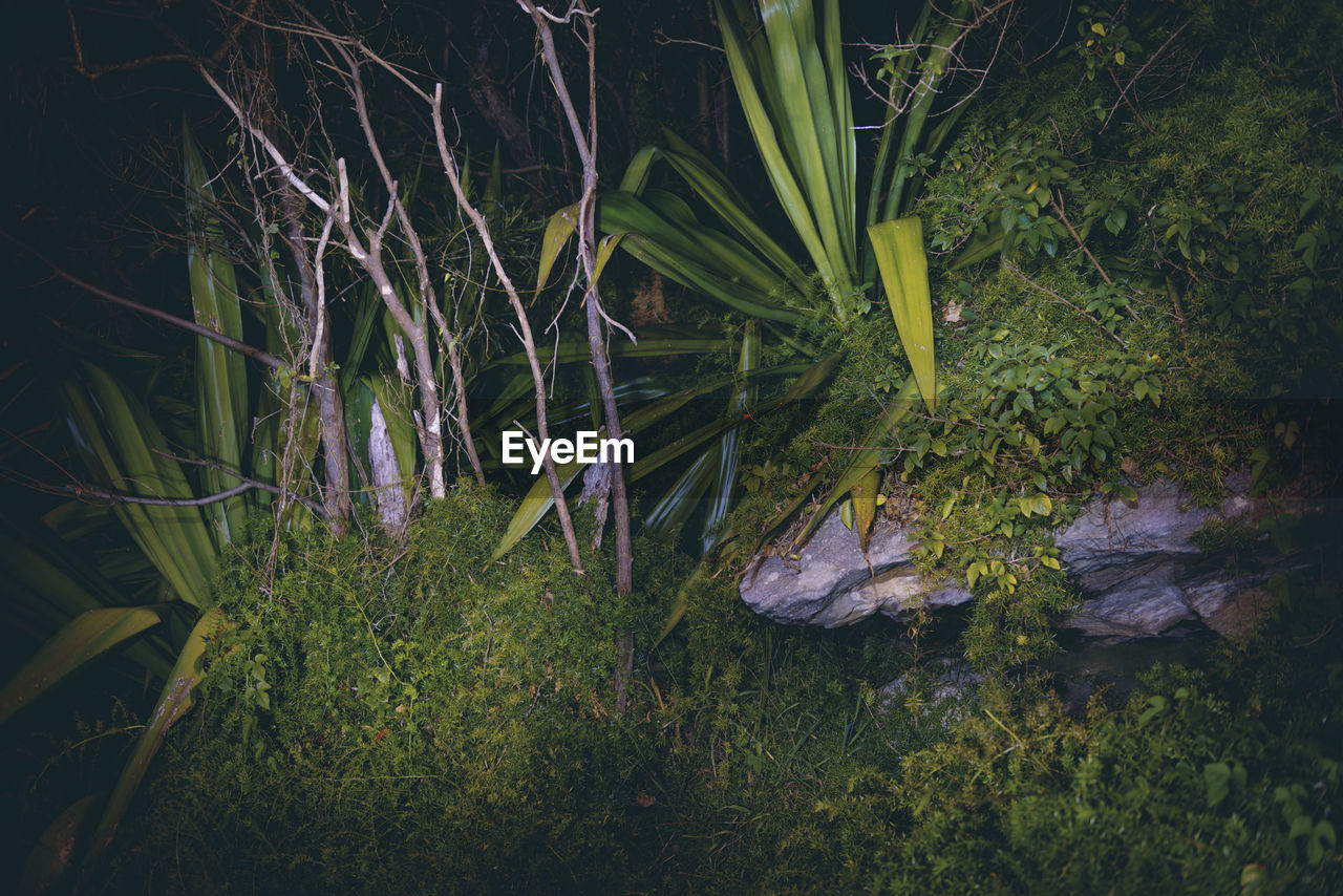 VIEW OF PLANTS IN LAKE