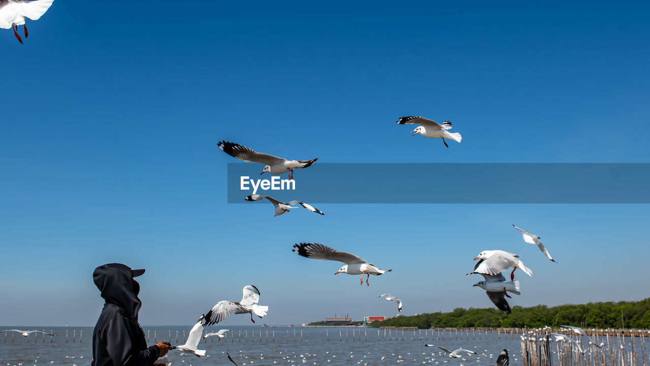 Seagulls flying on the beautiful sky, chasing after food that a man feed on them.