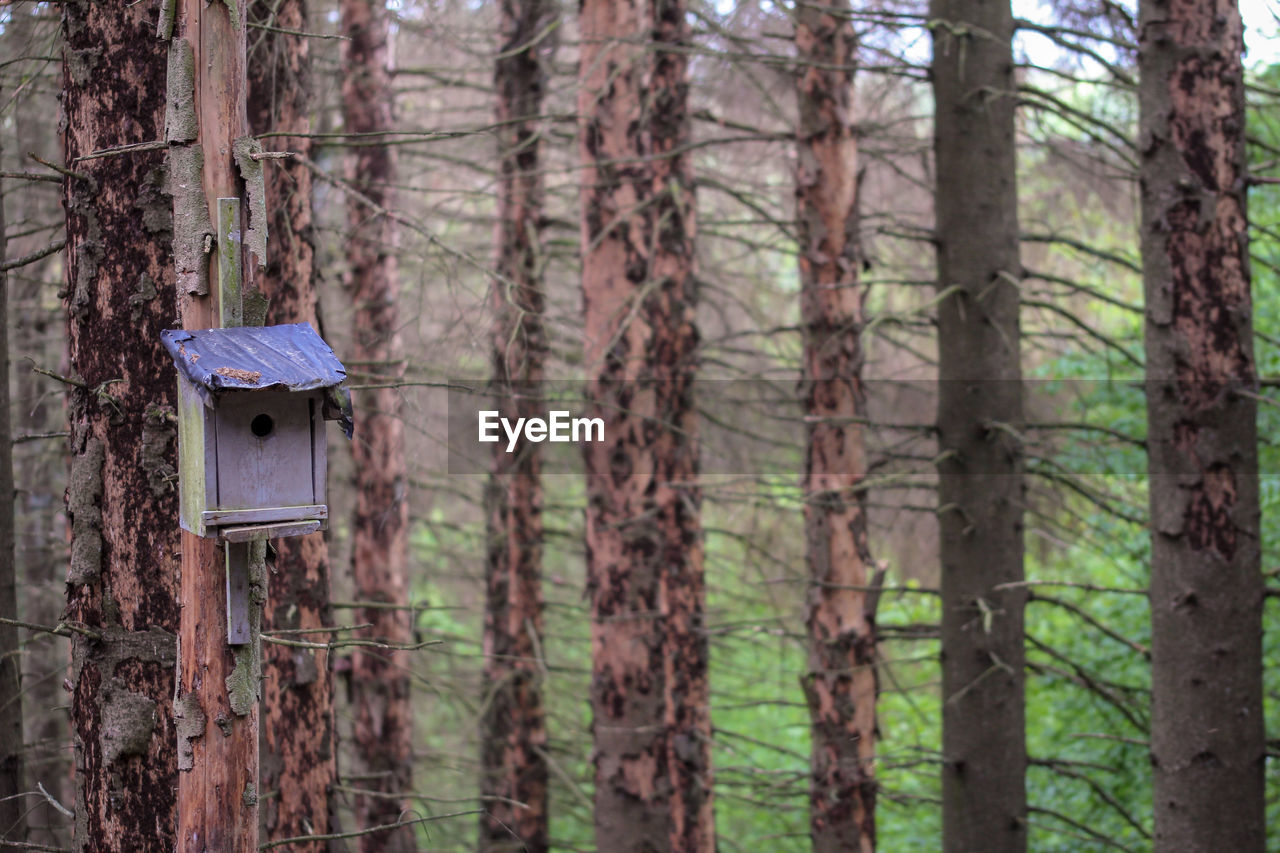 Close-up of birdhouse on ill tree trunk in forest