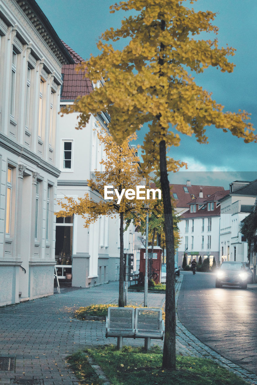 Tree by buildings in city