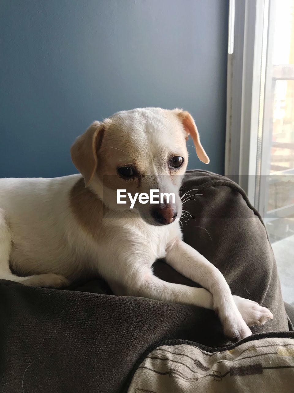 CLOSE-UP OF DOG SITTING AT HOME