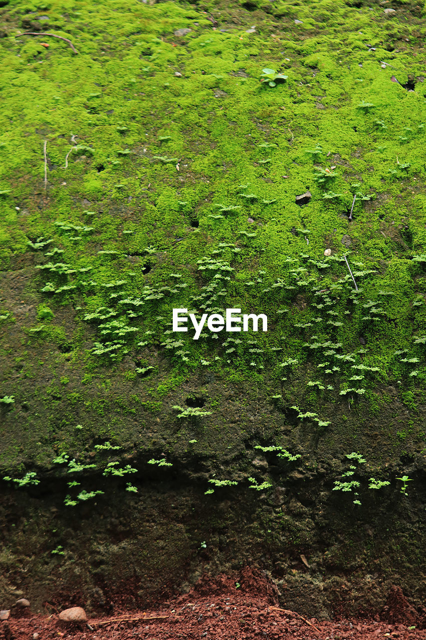 CLOSE-UP OF MOSS GROWING ON FIELD