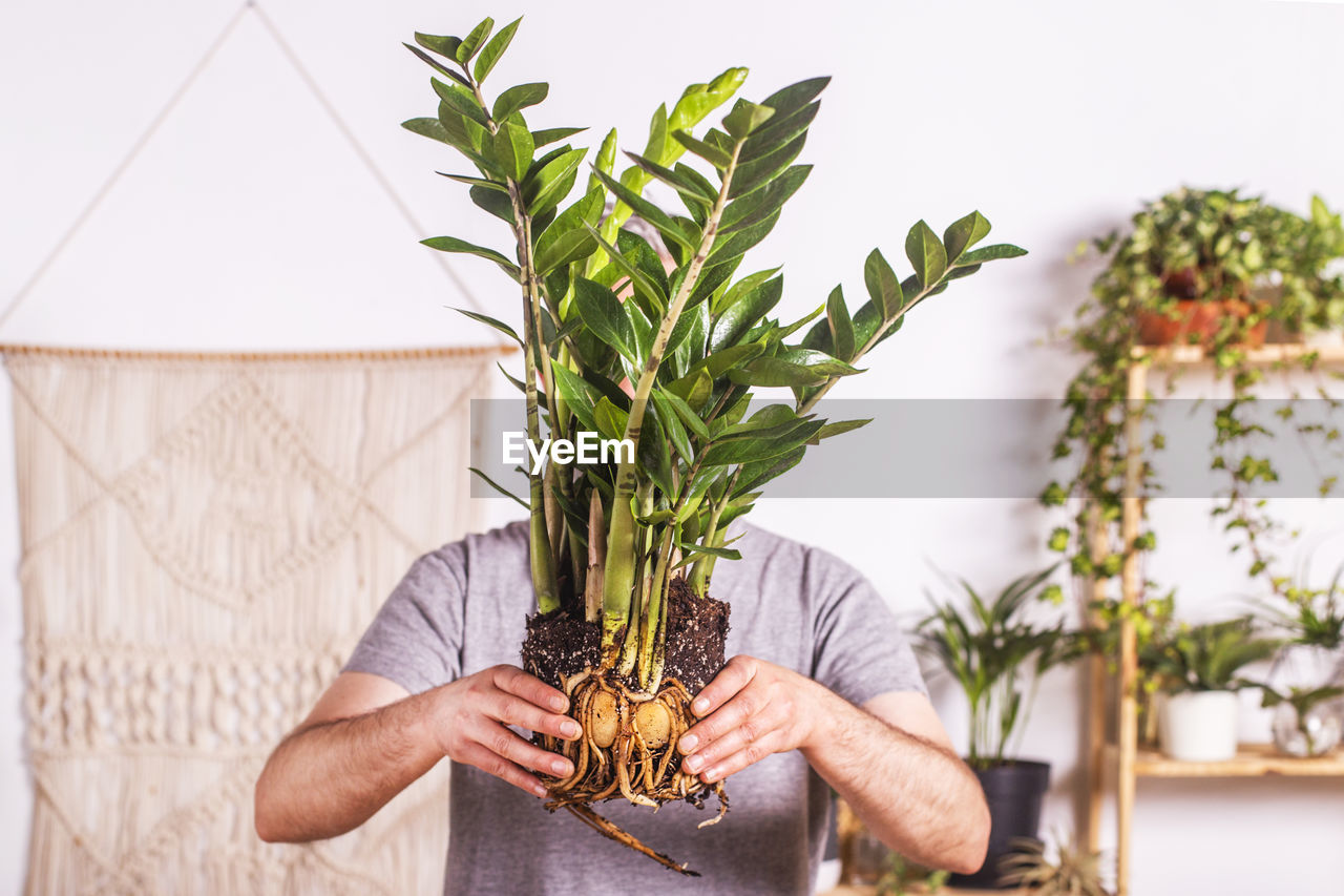 Mature man showing root of zamioculcas zamiifolia plant while standing at home