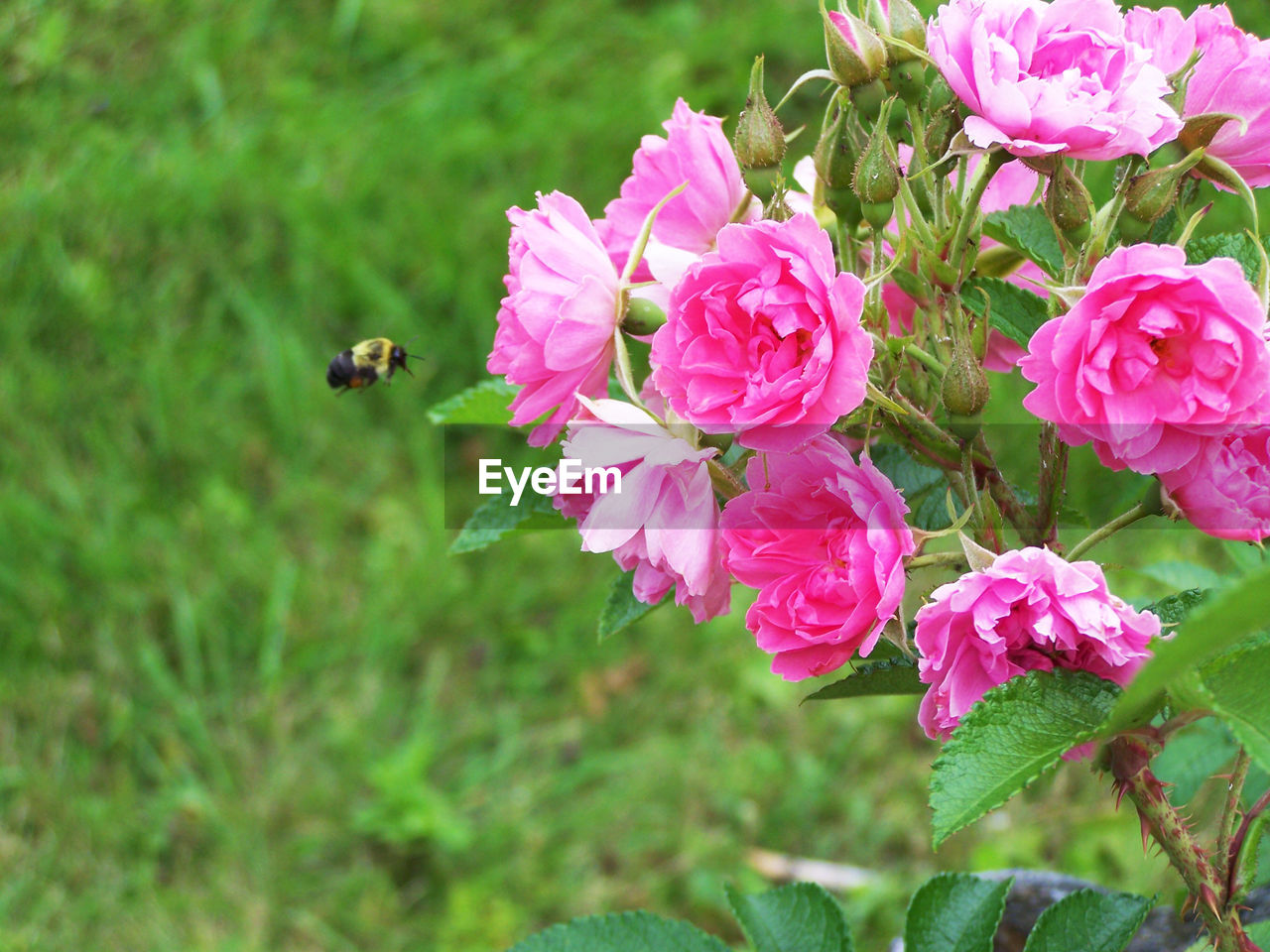 CLOSE-UP OF BEE FLYING PINK FLOWERS