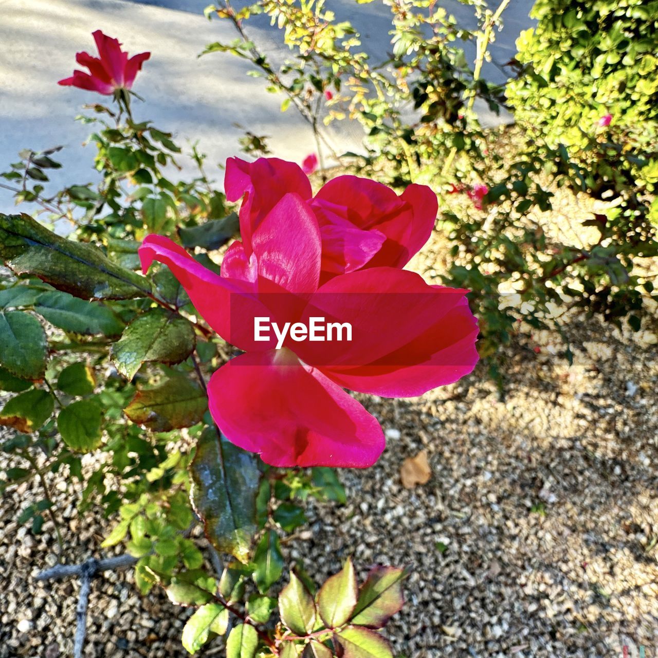 flower, flowering plant, plant, beauty in nature, freshness, petal, nature, fragility, growth, inflorescence, flower head, day, pink, close-up, leaf, no people, plant part, sunlight, outdoors, red, blossom, rose, high angle view