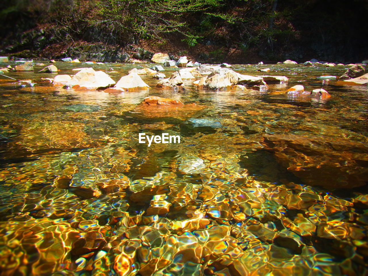 TREES IN WATER