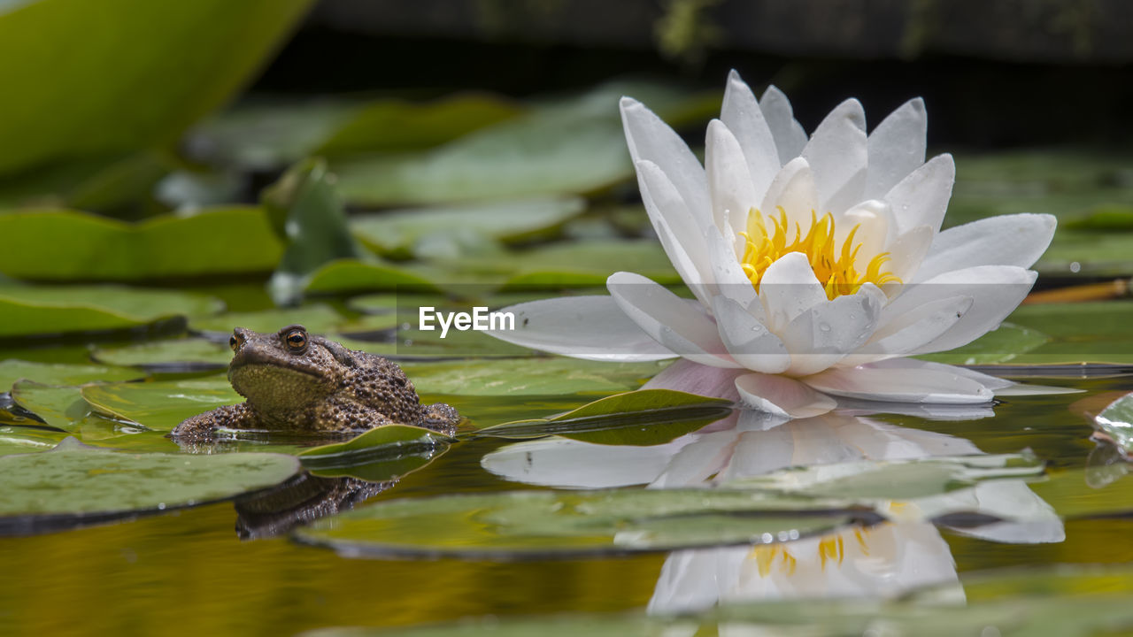 WATER LILY IN LAKE