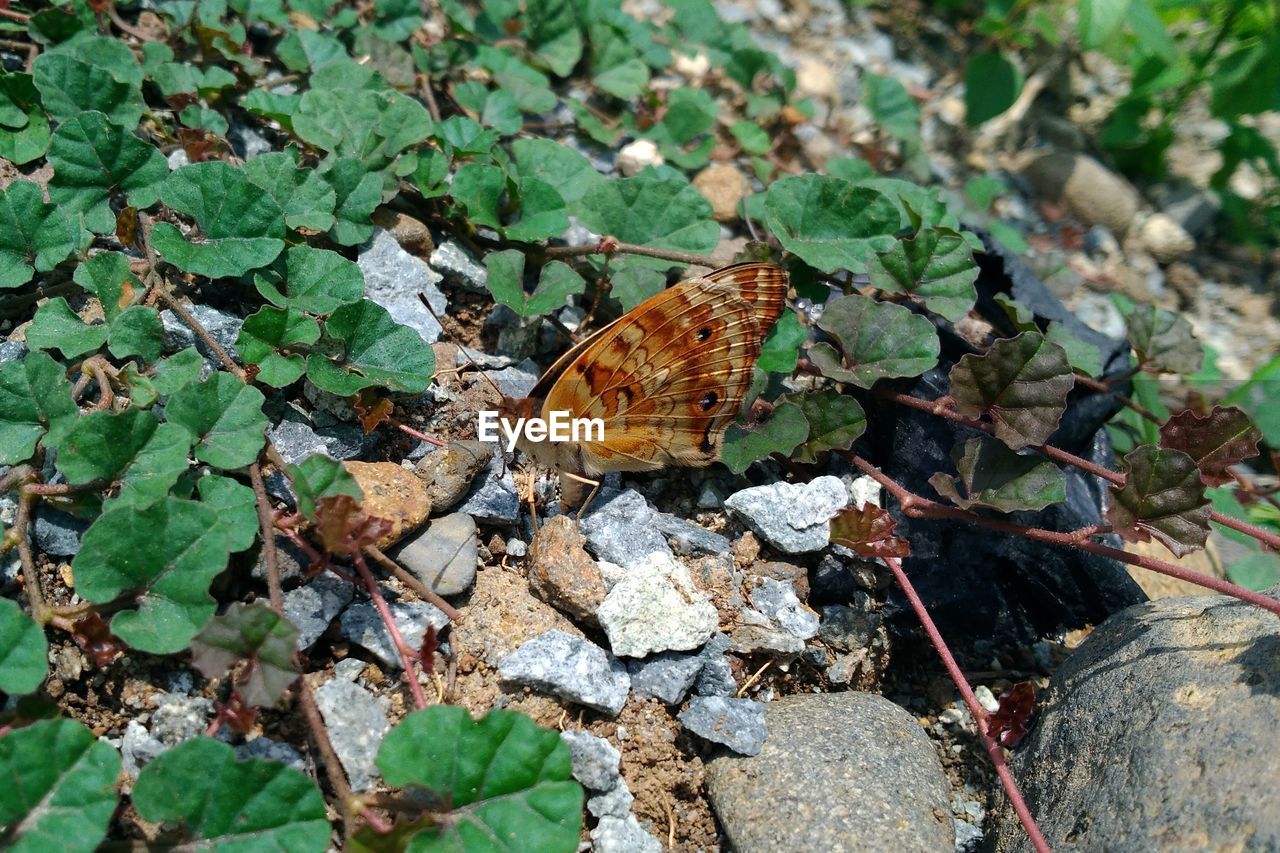 HIGH ANGLE VIEW OF BUTTERFLY ON GROUND