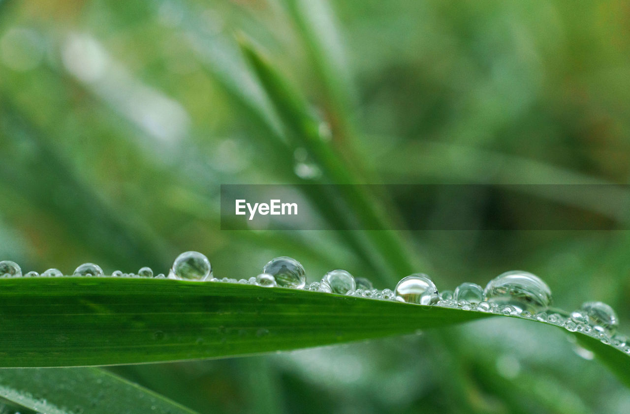 Close-up of raindrops on grass