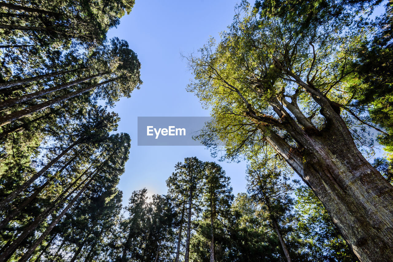 LOW ANGLE VIEW OF TREES IN FOREST AGAINST SKY