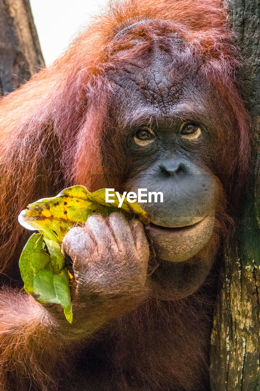 Close up borneo orangutan