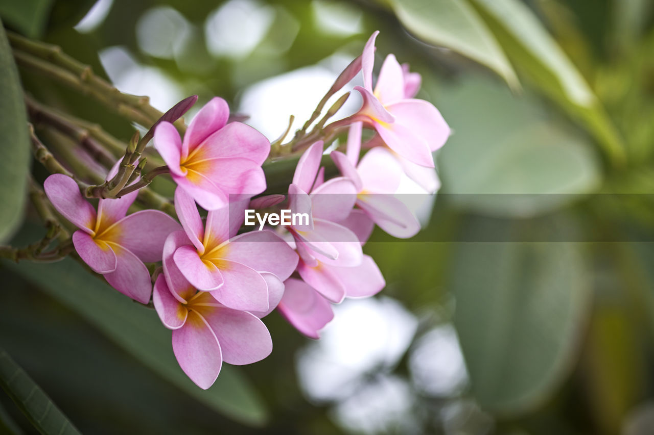 Close-up of pink flowering plant