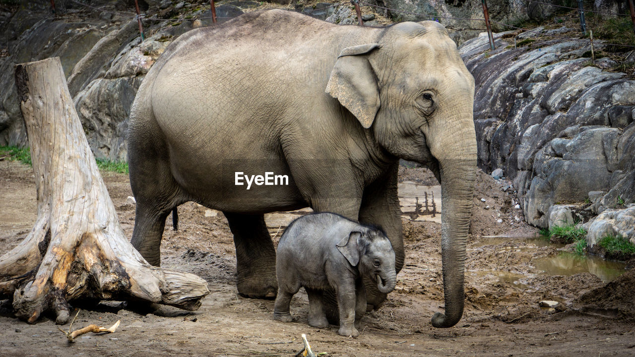 View of elephant in zoo