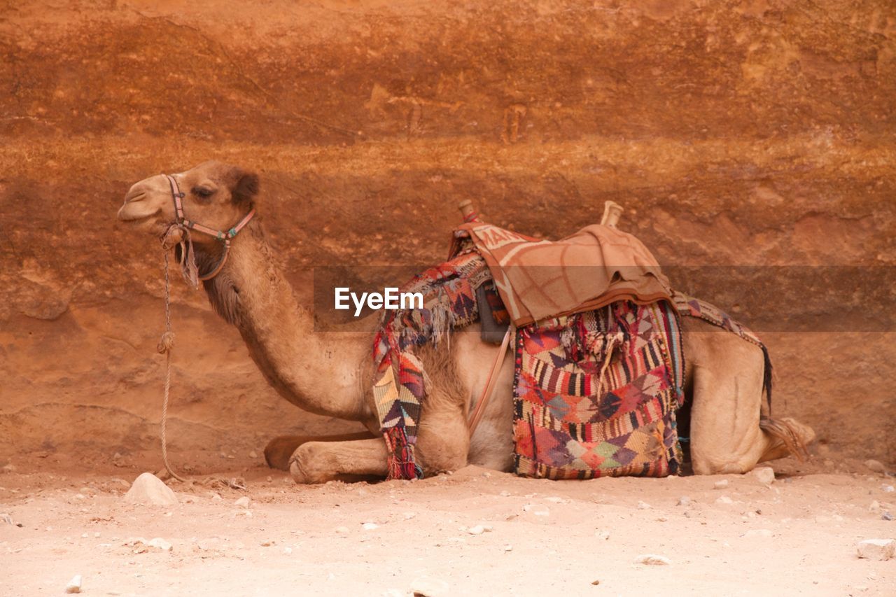 Camel in petra