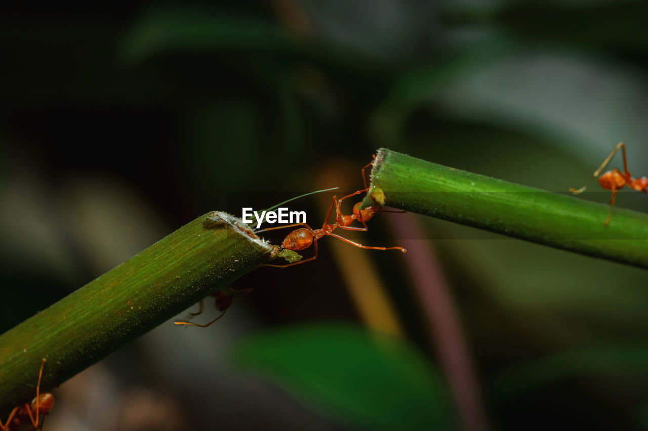 CLOSE-UP OF ANT ON GREEN LEAF