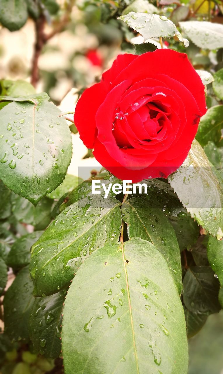 CLOSE-UP OF RED ROSE IN DEW DROPS ON PLANT