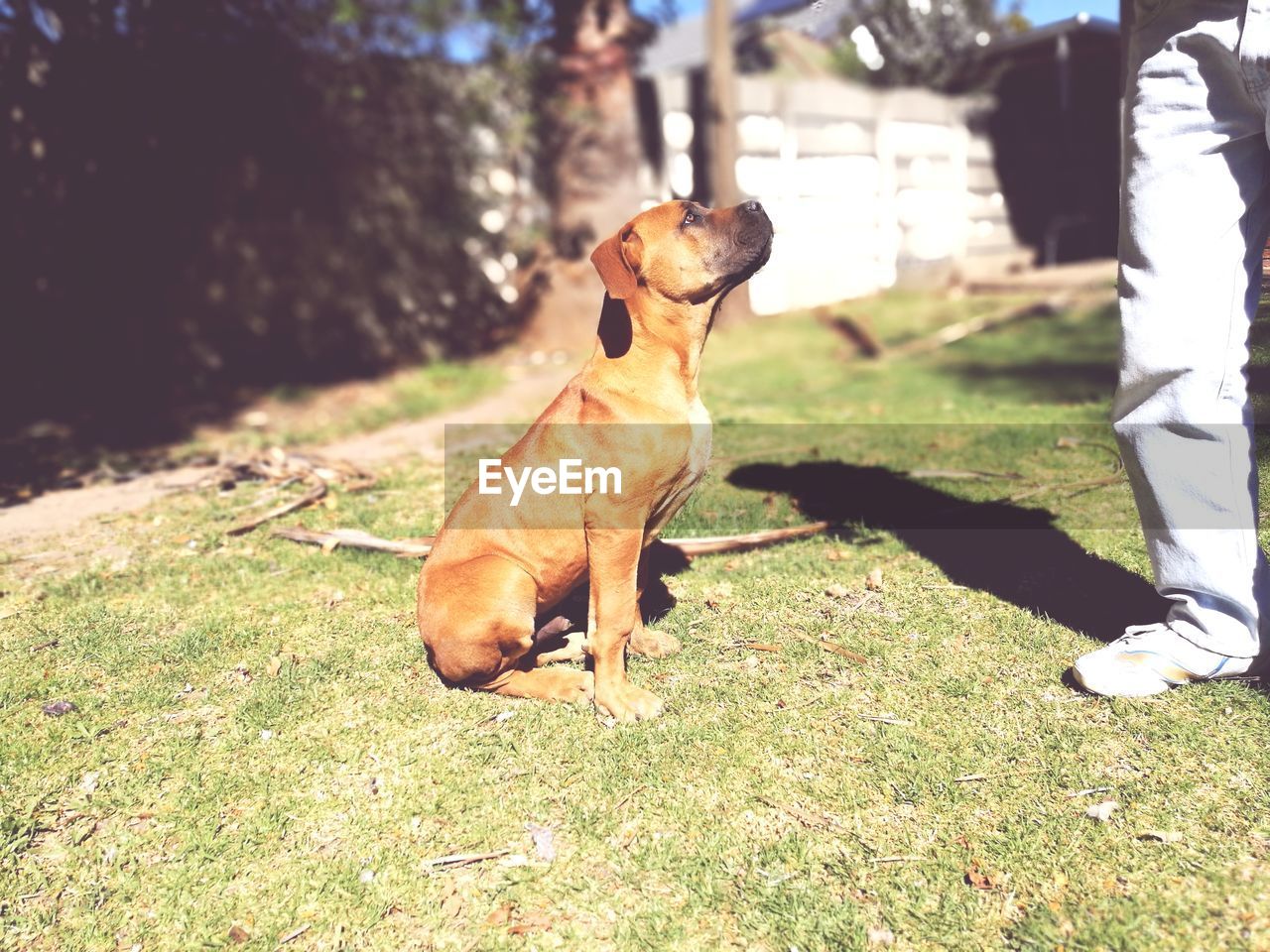 DOG SITTING ON FIELD BY GRASS