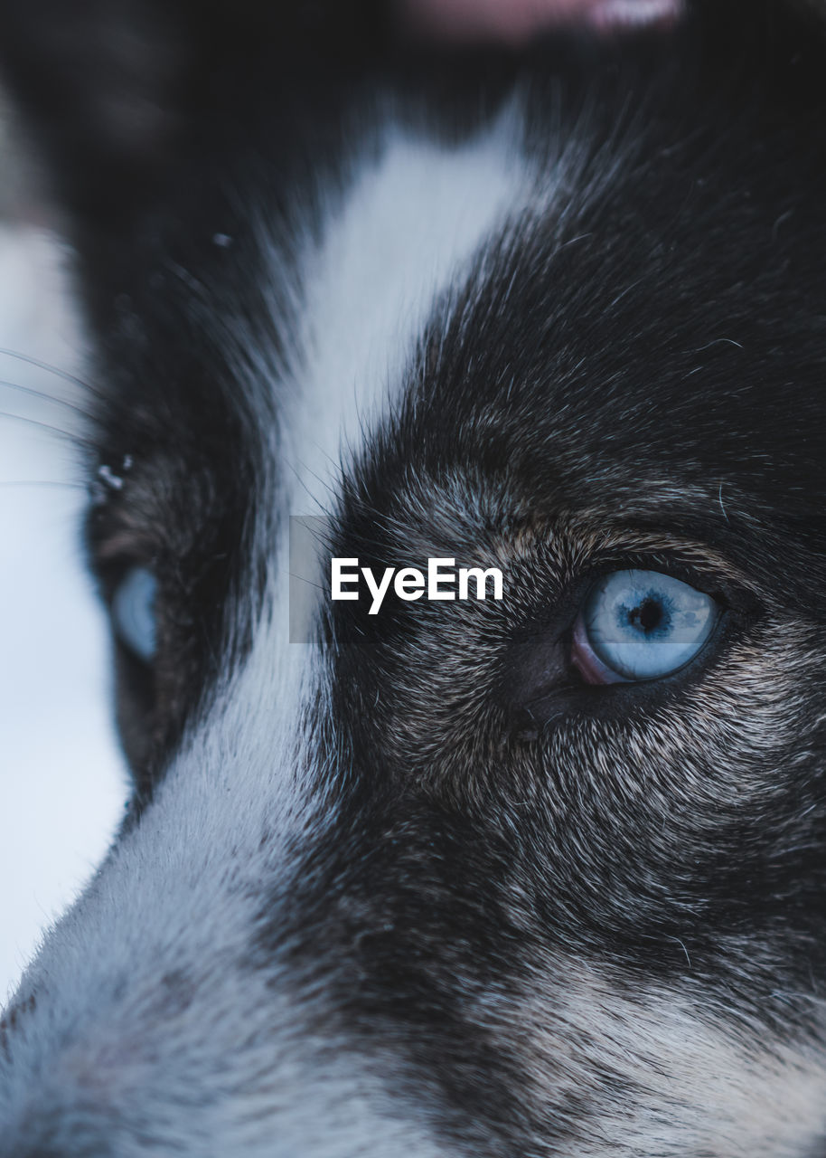 Close-up portrait of a dog