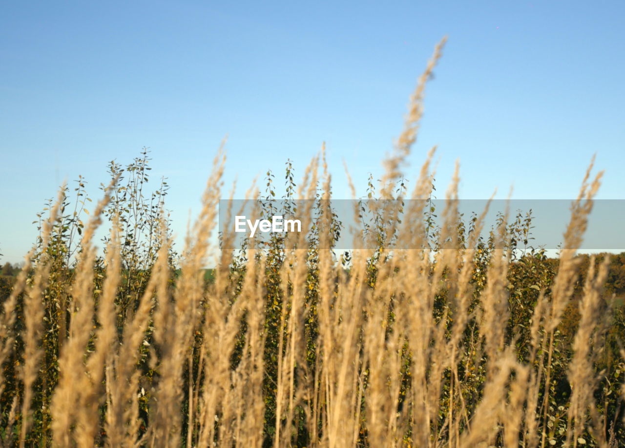 plant, sky, growth, field, land, landscape, agriculture, nature, crop, rural scene, grass, cereal plant, blue, no people, environment, beauty in nature, tranquility, wheat, scenics - nature, food, day, clear sky, prairie, outdoors, sunlight, farm, tranquil scene, food and drink, sunny, summer, non-urban scene