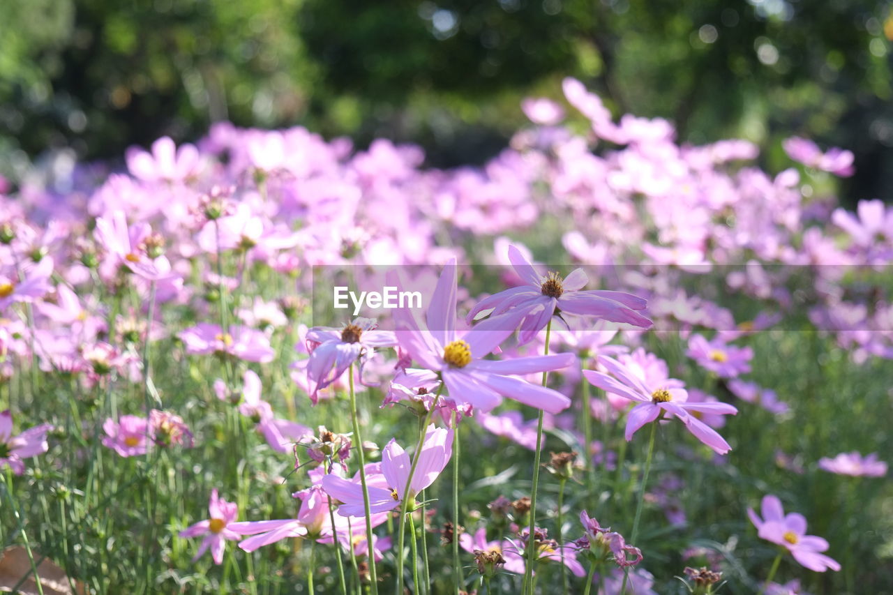 CLOSE-UP OF PINK COSMOS FLOWERS