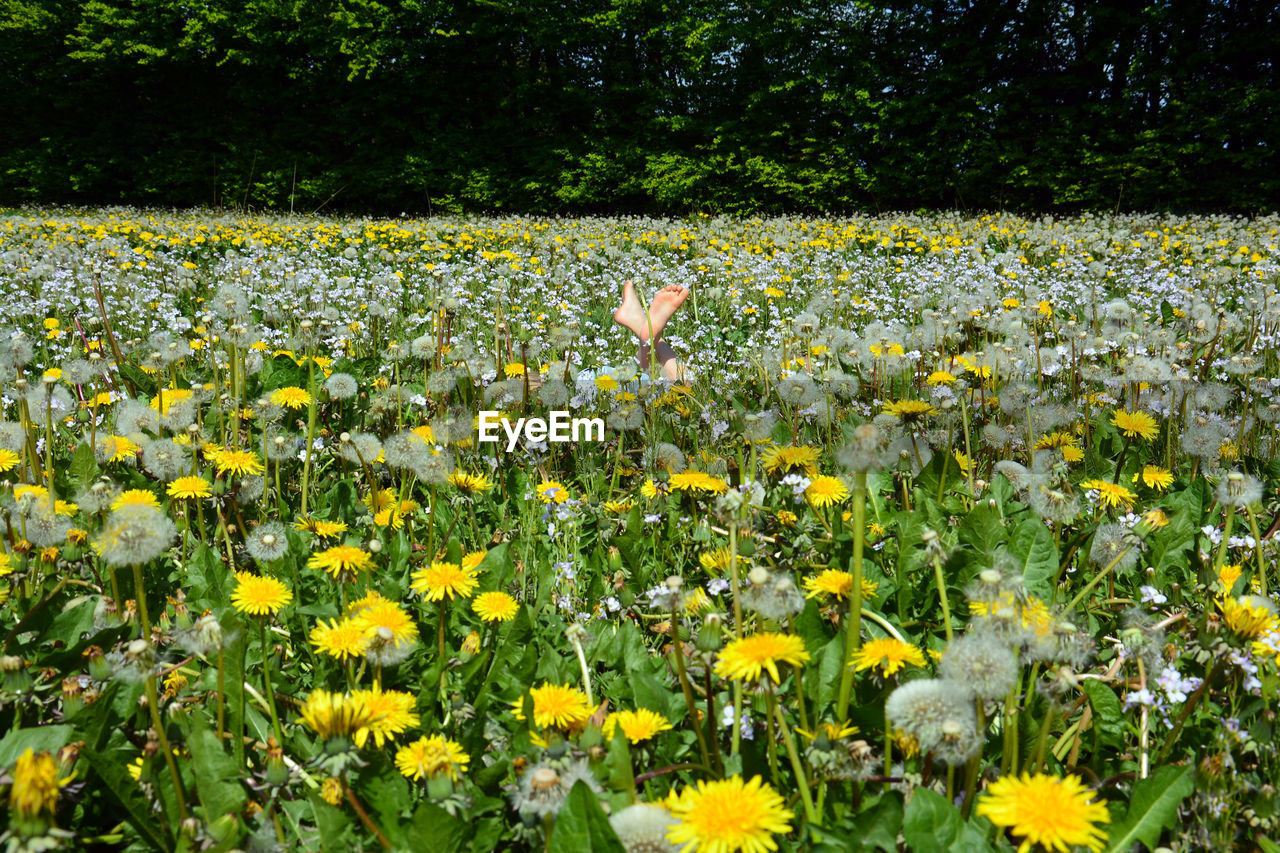 Close-up of yellow flowers blooming in field