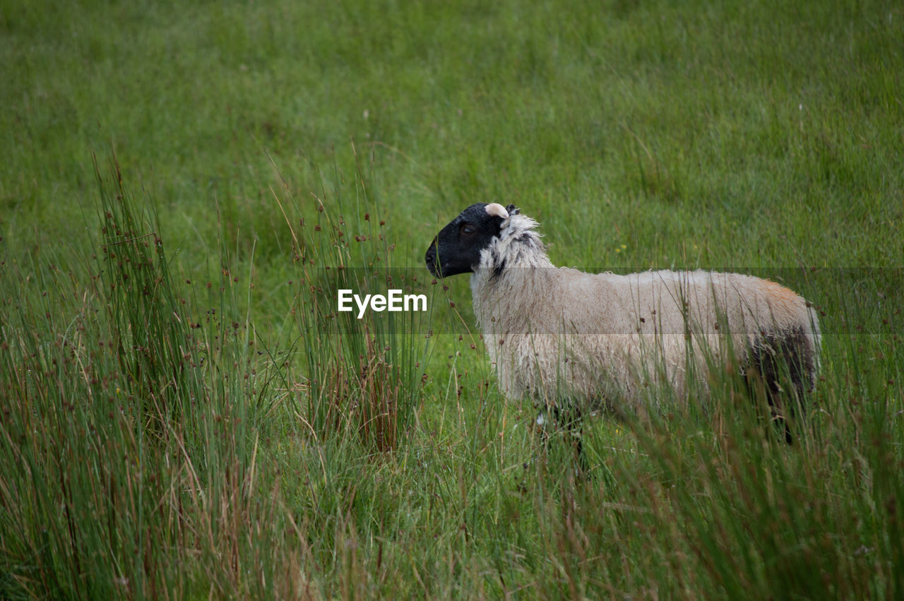 Sheep standing on grassy field