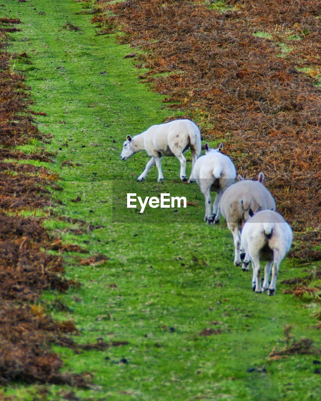 High angle view of sheep on grass