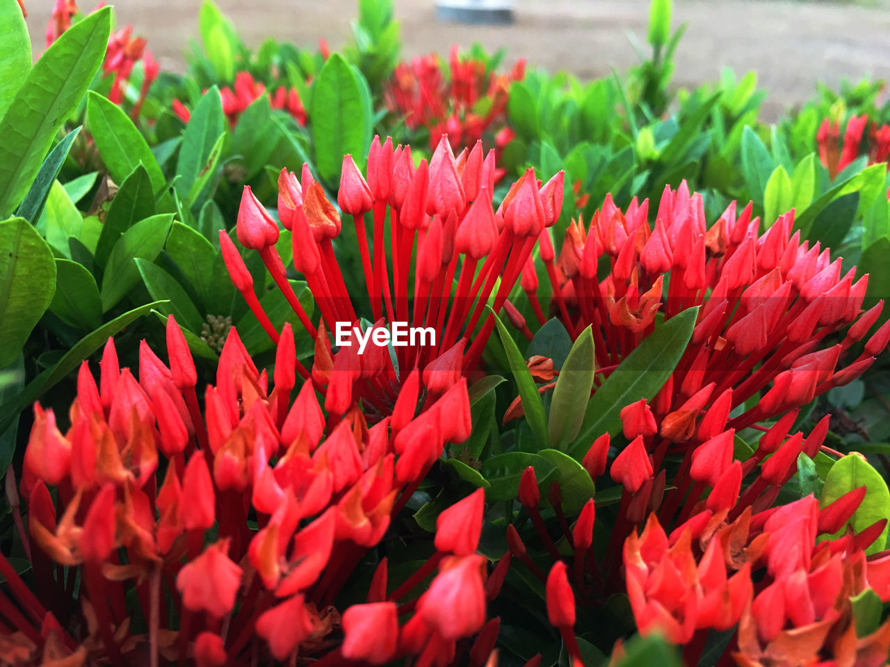 CLOSE-UP OF RED FLOWERS ON PLANT