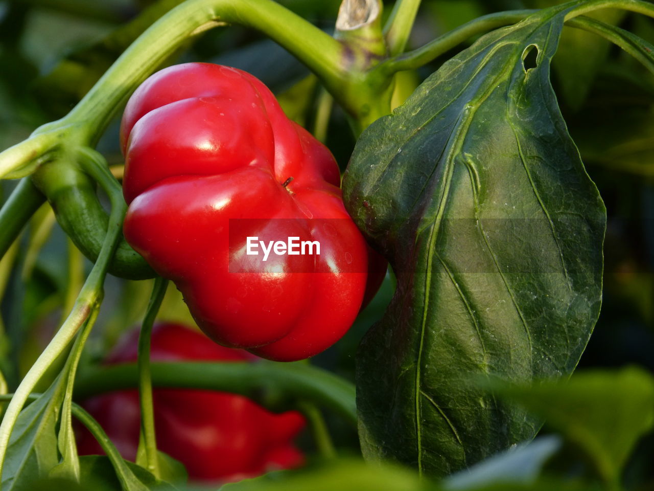 CLOSE-UP OF FRESH RED BERRIES