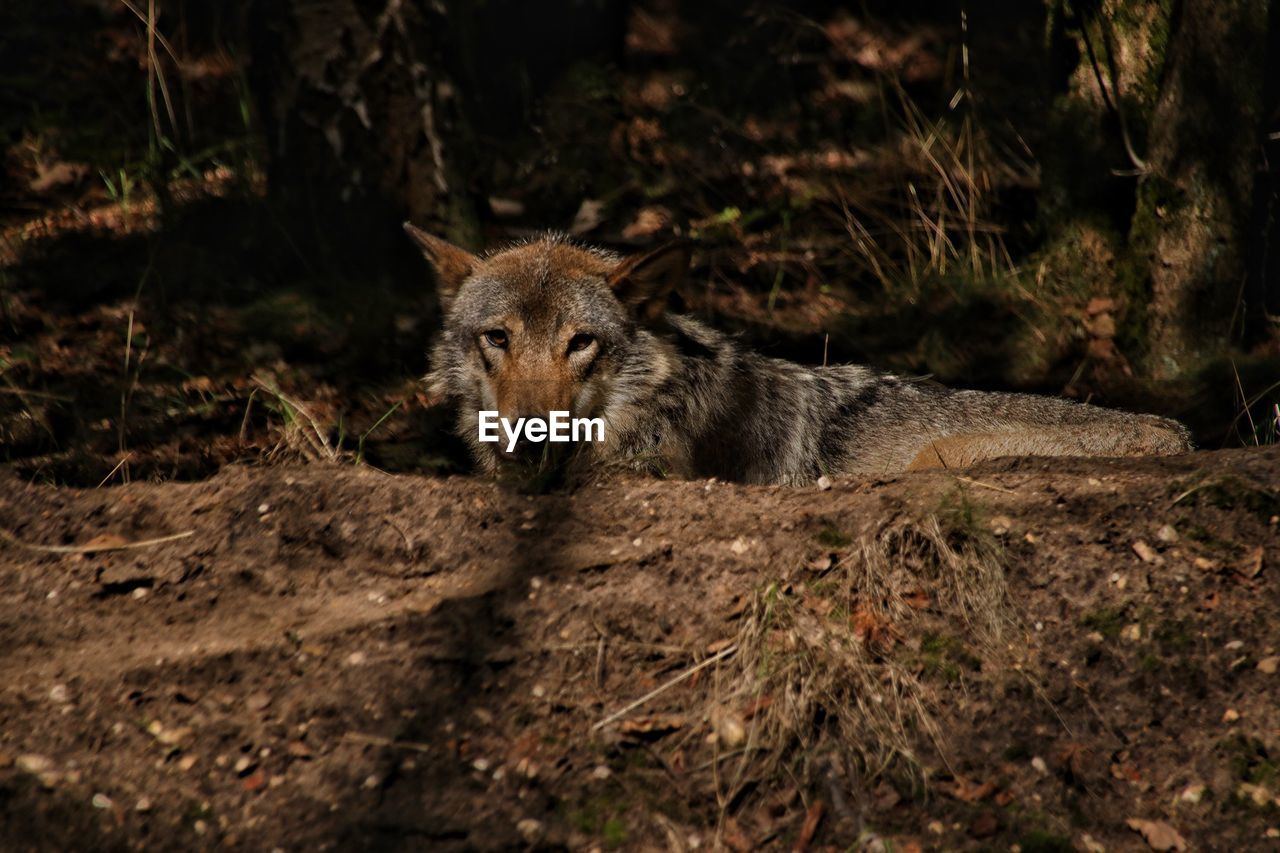 PORTRAIT OF DOG RELAXING ON FIELD IN FOREST