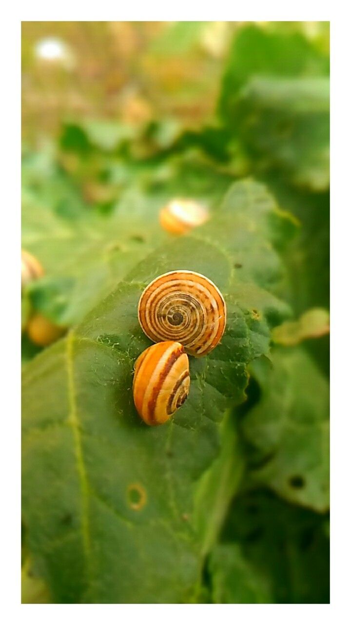 CLOSE-UP OF SNAIL SHELL