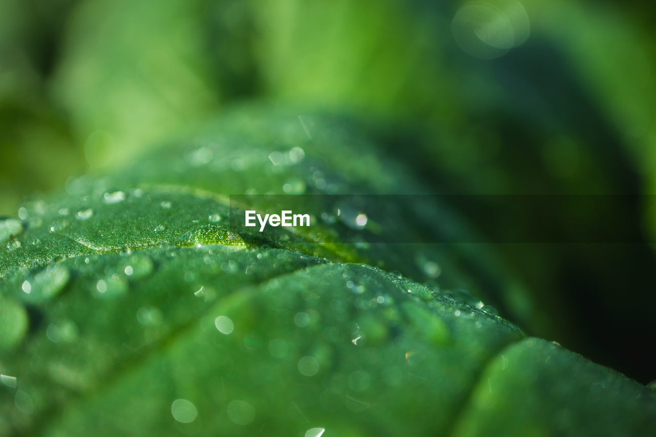 FULL FRAME SHOT OF WET LEAVES