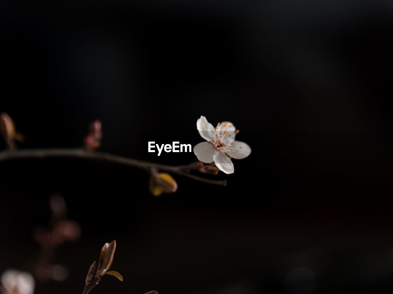 CLOSE-UP OF WHITE FLOWERS ON BRANCH