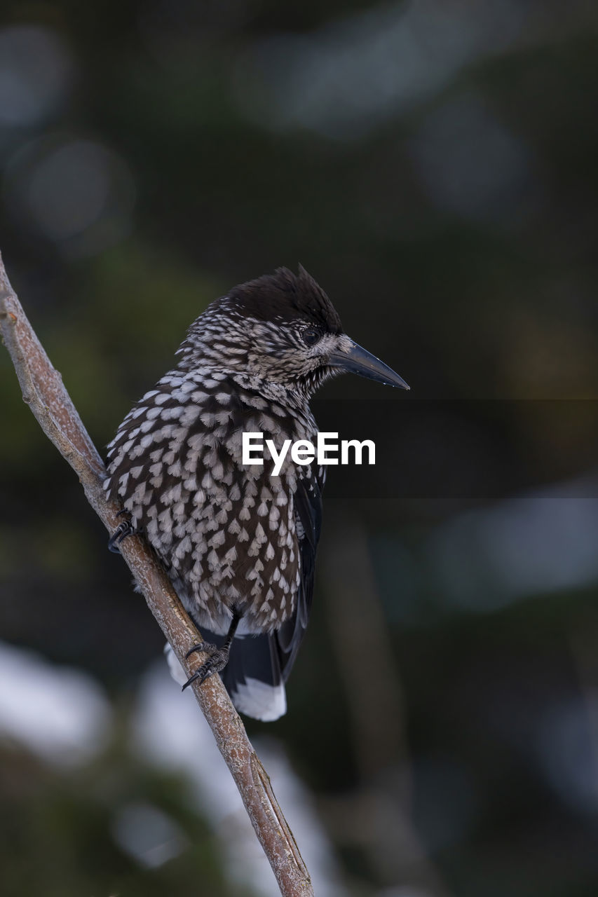 close-up of bird perching on twig