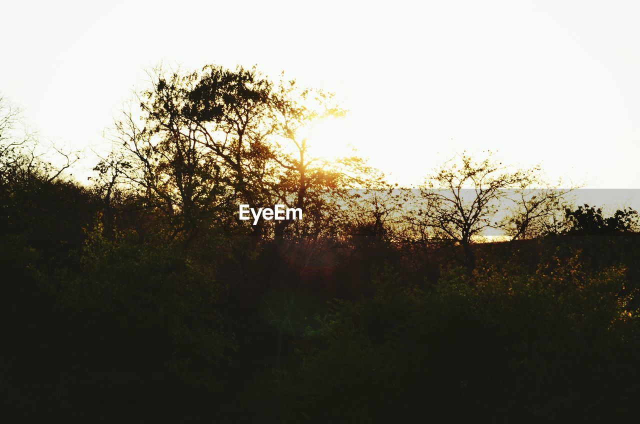 TREES ON FIELD AT SUNSET