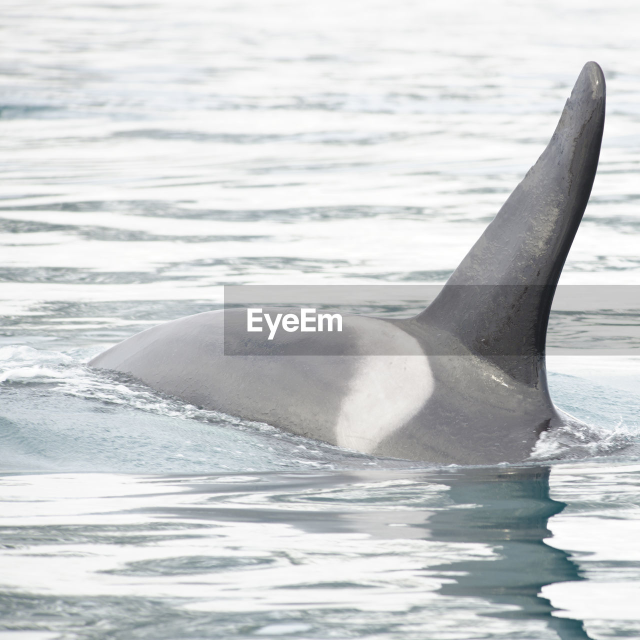 Killer whale swimming in sea