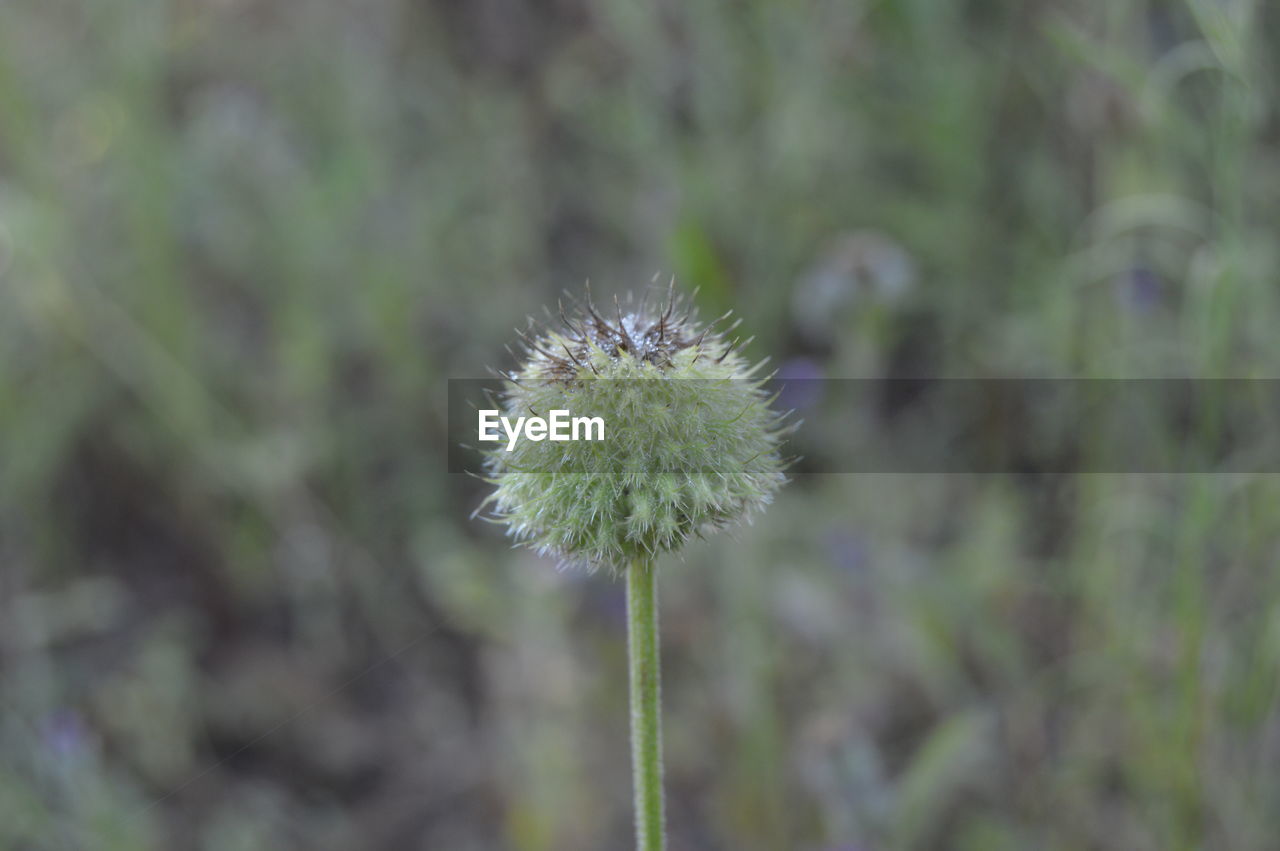 Close-up of dandelion flower