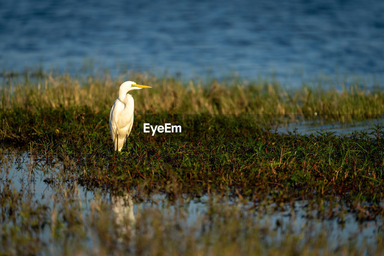 Great egret stands among plants on floodplain