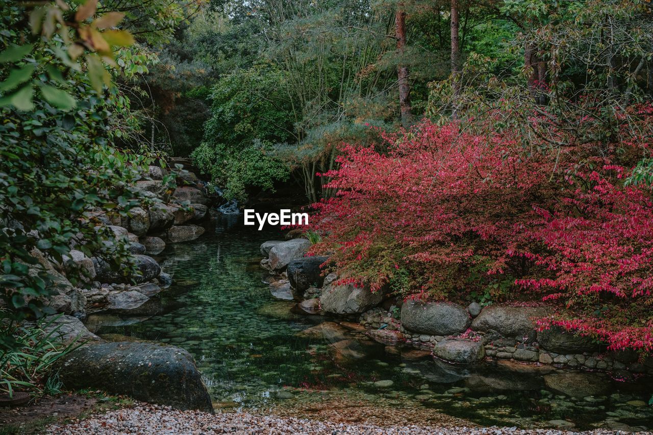 VIEW OF FLOWERING PLANTS IN FOREST