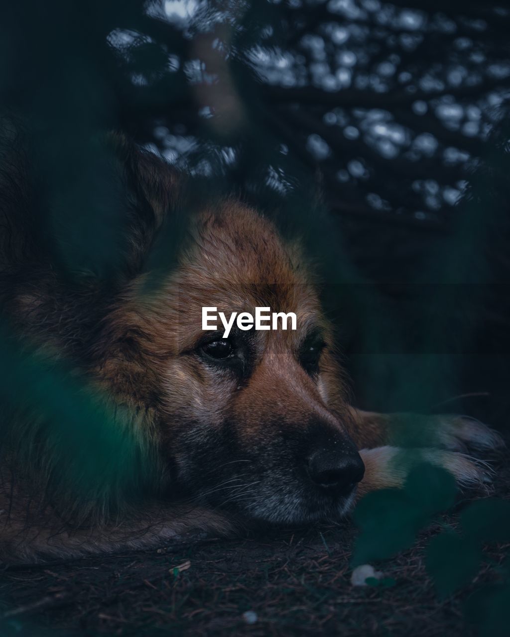 Close-up portrait of a dog looking away