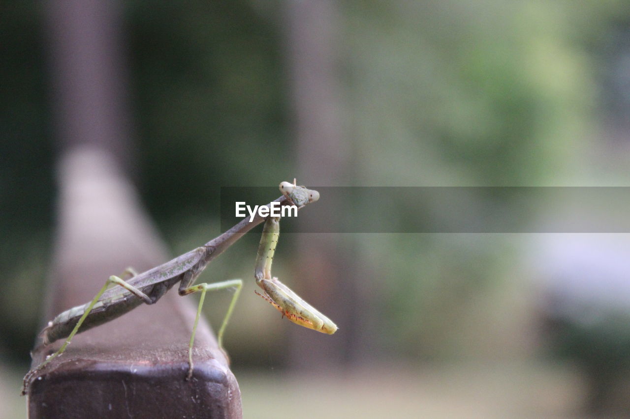 Close-up of praying mantis on railing